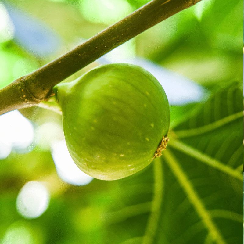 Persian Prolific Fig