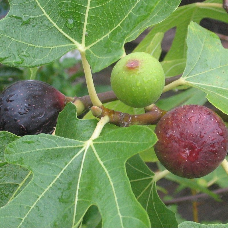 Ronde de Bordeaux fig