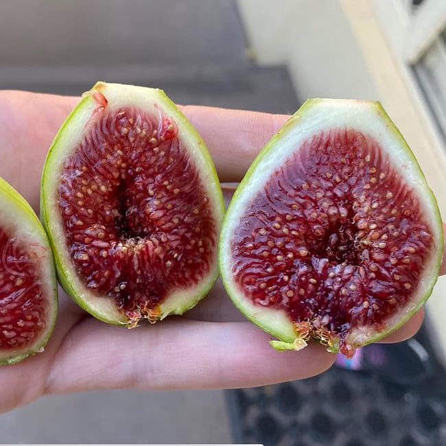 White Adriatic Fig