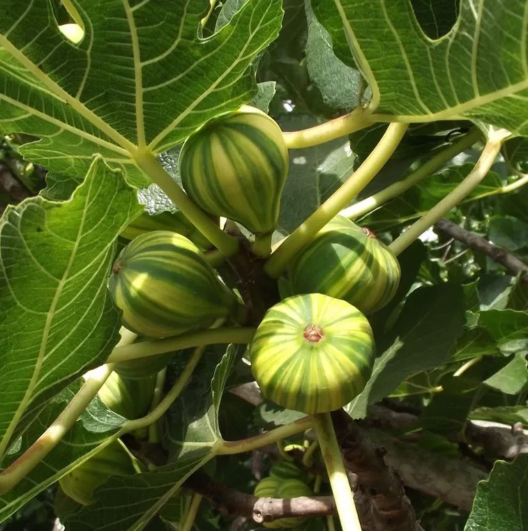 Panache fig