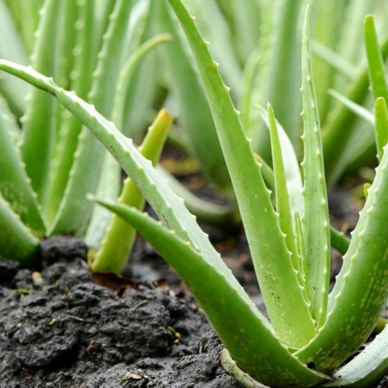 aloevera