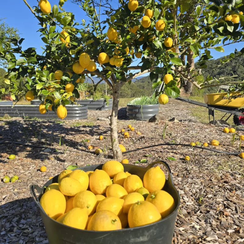 fresh-lemons-2