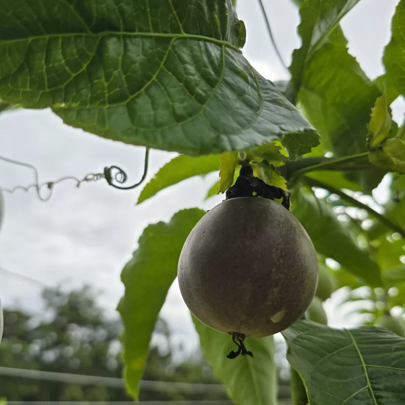 fresh-passionfruit-1
