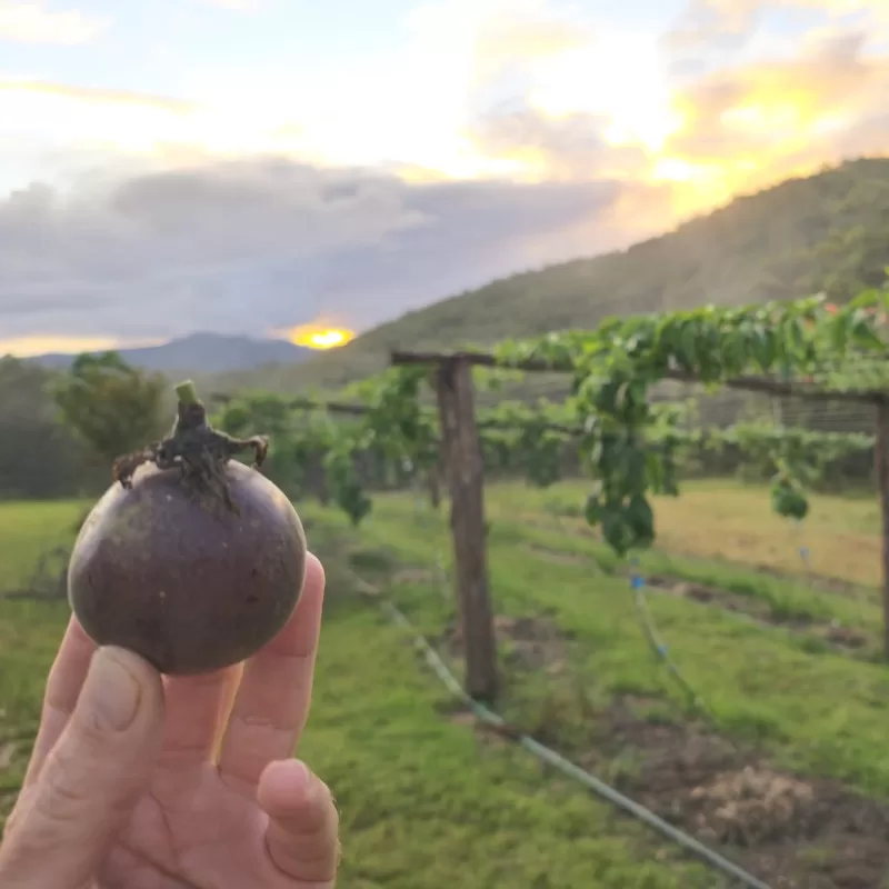 fresh-passionfruit-2
