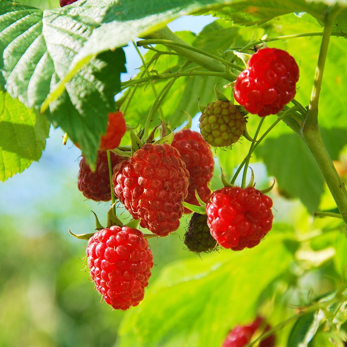 raspberry