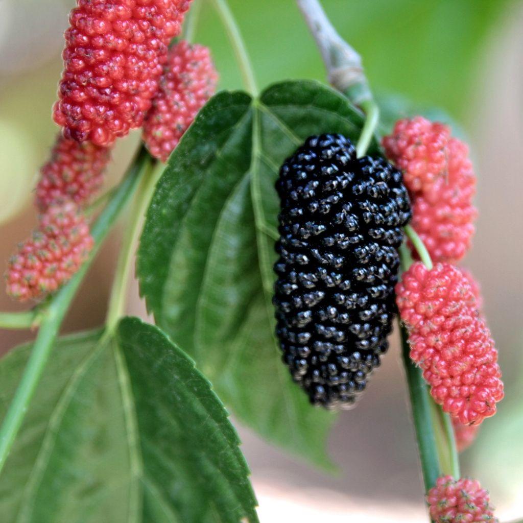 red-mulberry