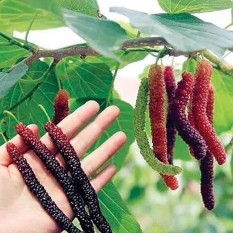 red shahtoot
