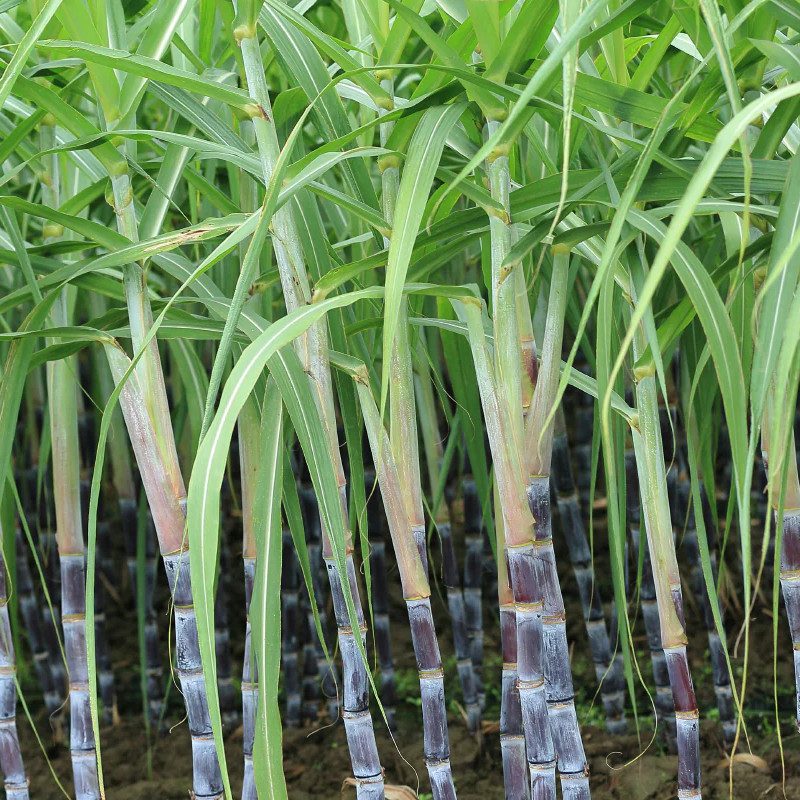 sugarcane