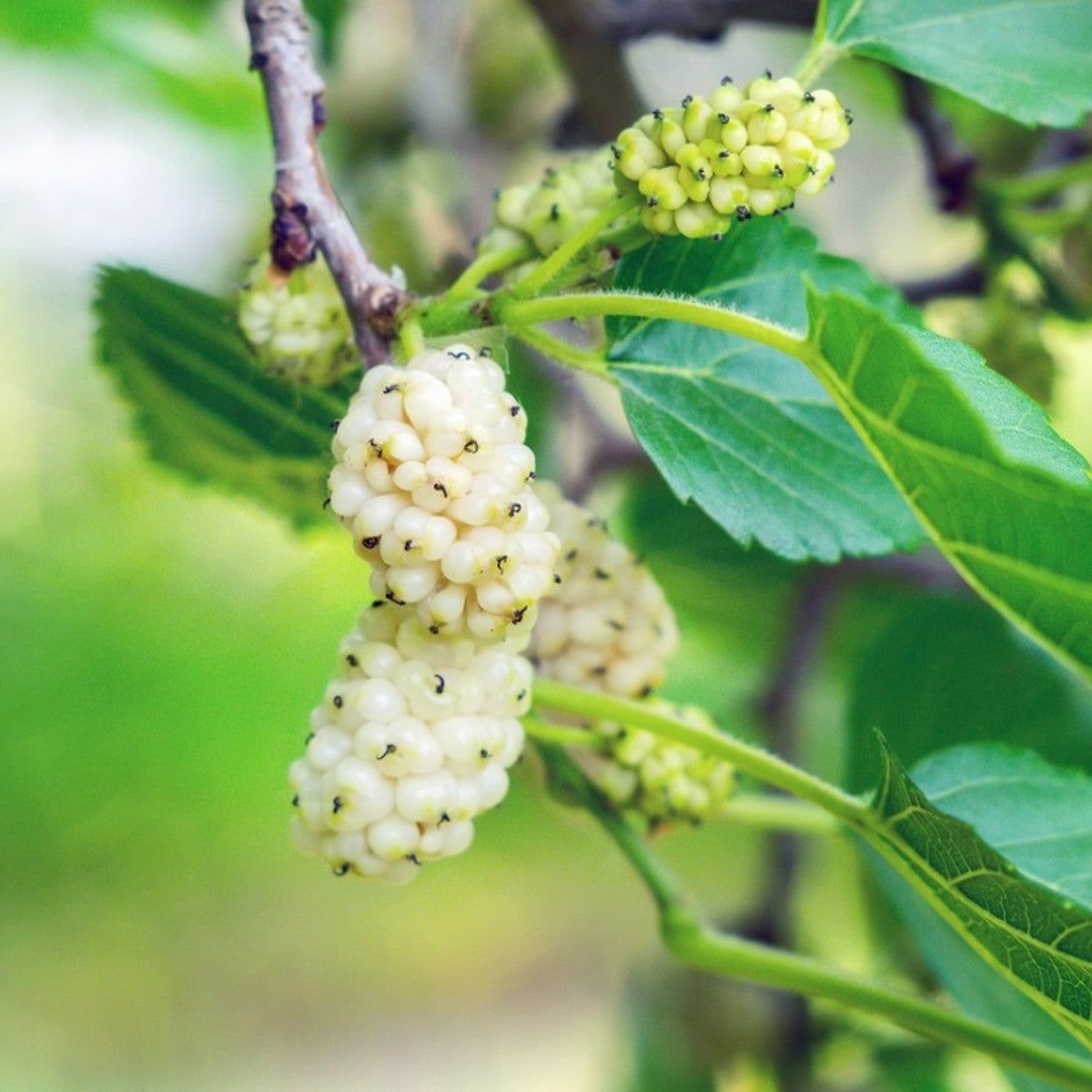 white mulberry