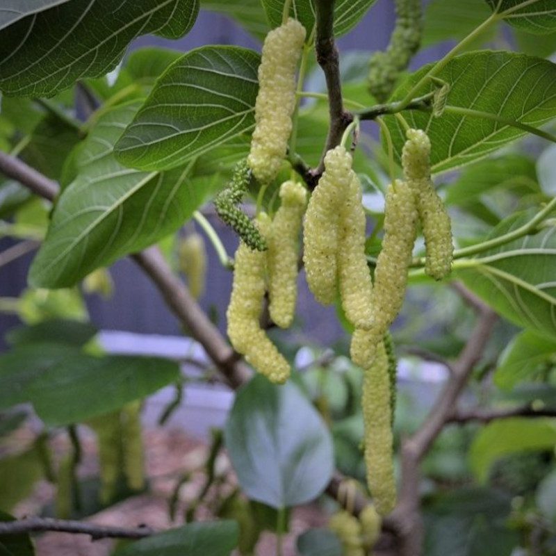 white shahtoot